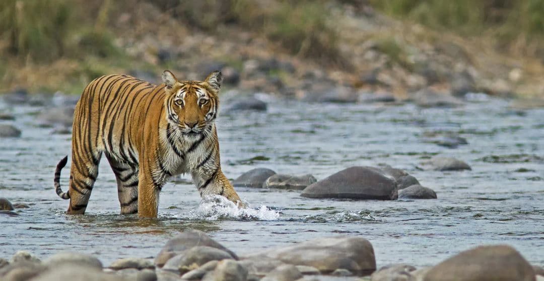 Indian Wildlife