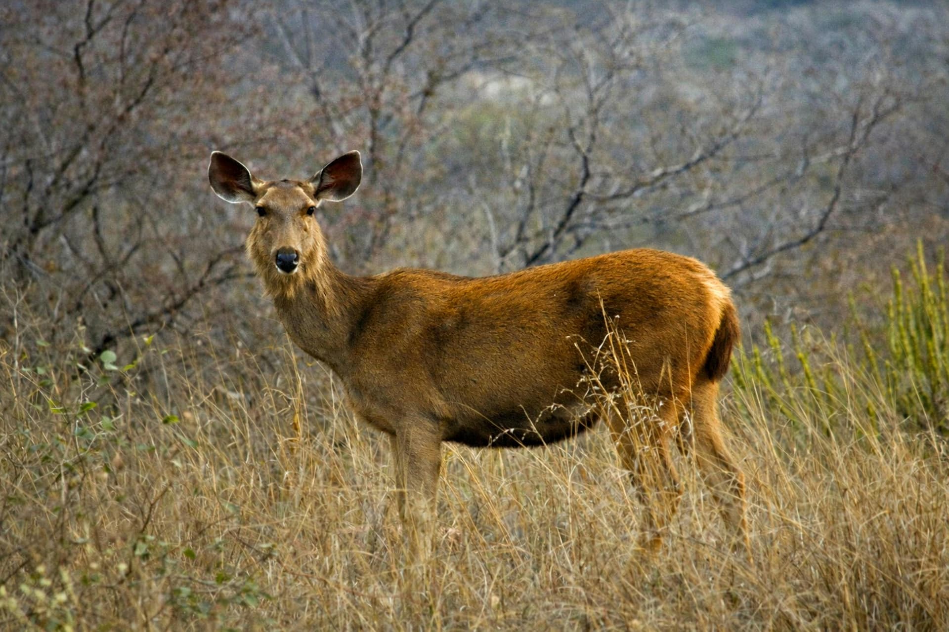 Ranthambore Safari